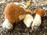 Boletus nobilissimus image