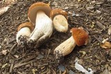 Boletus nobilissimus image