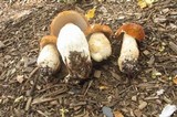 Boletus nobilissimus image