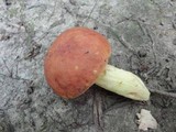 Boletus subglabripes image