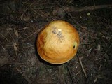 Boletus subglabripes image