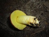 Boletus subglabripes image
