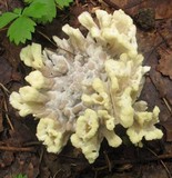 Thelephora vialis image