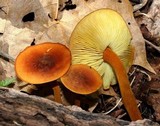 Xeromphalina tenuipes image