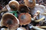 Inocybe corydalina image