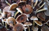 Inocybe corydalina image