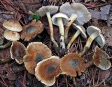 Inocybe corydalina image