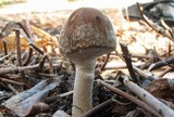 Psathyrella hymenocephala image