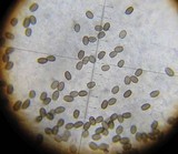 Psathyrella hymenocephala image