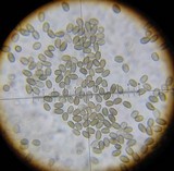 Psathyrella hymenocephala image