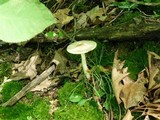 Amanita brunnescens var. pallida image