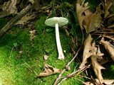 Amanita brunnescens var. pallida image