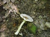 Amanita brunnescens var. pallida image