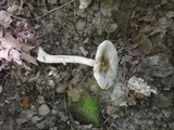 Amanita brunnescens var. pallida image