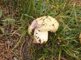 Lactarius repraesentaneus image