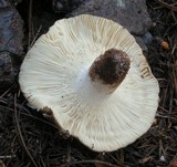 Russula aeruginea image