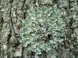 Punctelia bolliana image