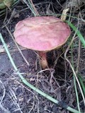 Boletochaete bicolor image