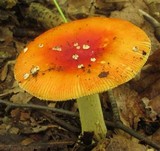 Amanita parcivolvata image