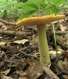 Amanita parcivolvata image