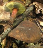 Boletellus chrysenteroides image