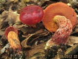 Butyriboletus frostii image