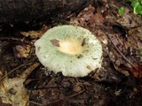 Russula parvovirescens image