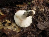 Russula parvovirescens image