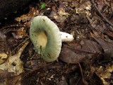 Russula parvovirescens image