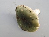 Russula aeruginea image