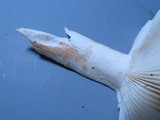 Russula aeruginea image