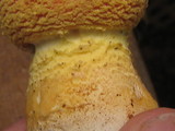 Amanita persicina image