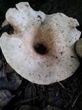 Leucopaxillus albissimus var. lentus image