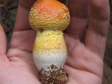 Amanita persicina image