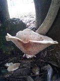 Leucopaxillus albissimus var. lentus image