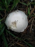 Amanita mutabilis image