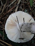 Amanita mutabilis image
