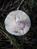 Amanita mutabilis image