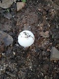 Amanita sect. Vaginatae image
