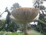 Amanita sect. Vaginatae image