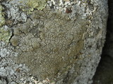 Aspicilia pacifica image