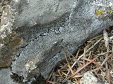 Aspicilia confusa image