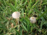 Conocybe apala image