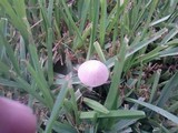 Conocybe apala image