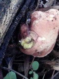 Boletochaete bicolor image