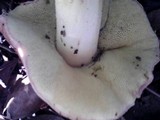 Boletochaete bicolor image