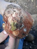Boletochaete bicolor image