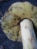 Boletochaete bicolor image