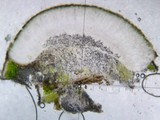 Aspicilia confusa image