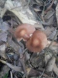Gymnopus luxurians image